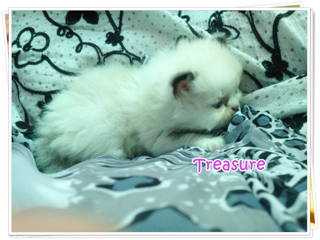 น้องแมวเปอร์เซียน่ารัก