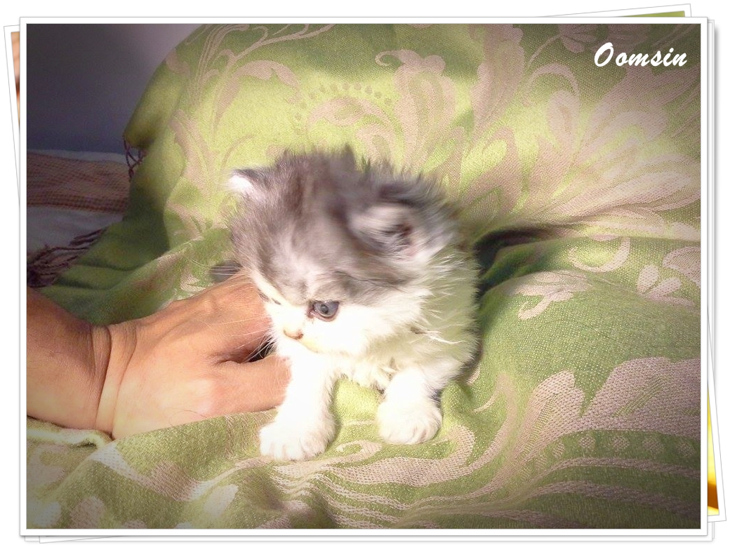 แมวเปอร์เซียหน้าตุ๊กตา