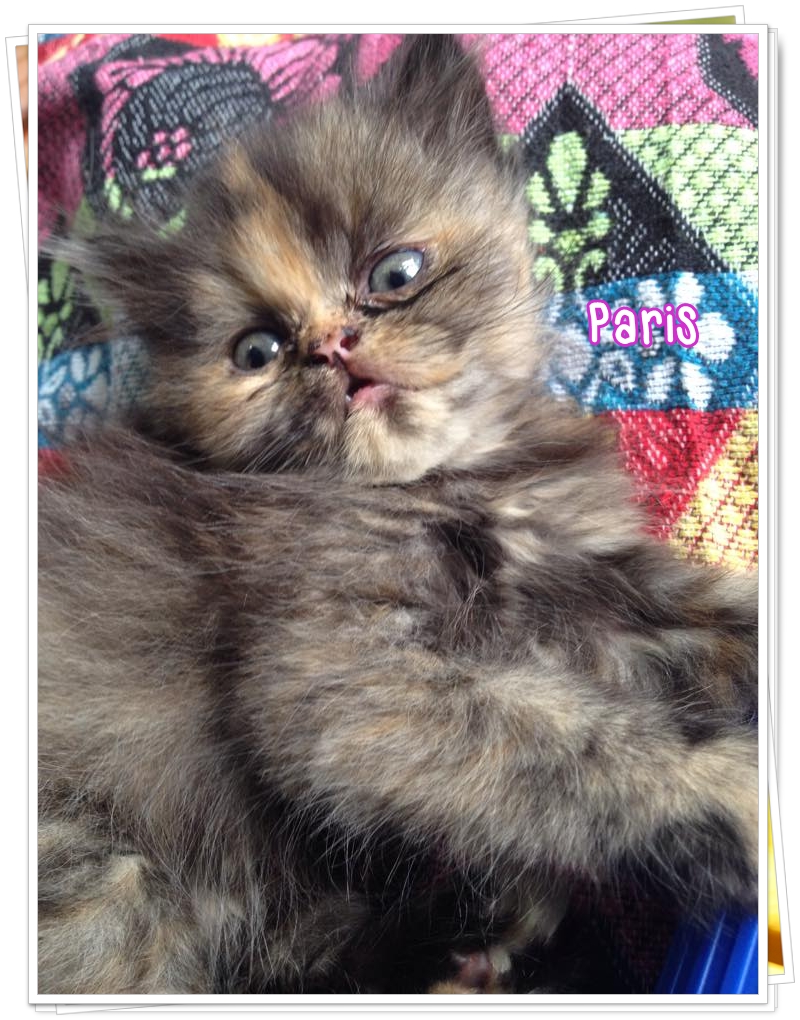 น้องแมวเปอร์เซียหน้าตุ๊กตา