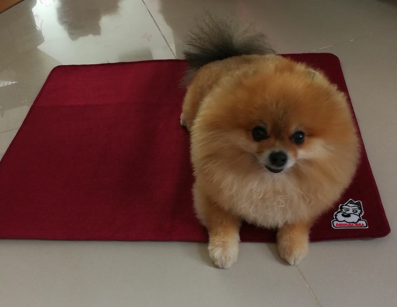 แผ่นรองฉี่น้องหมา แบบซักได้