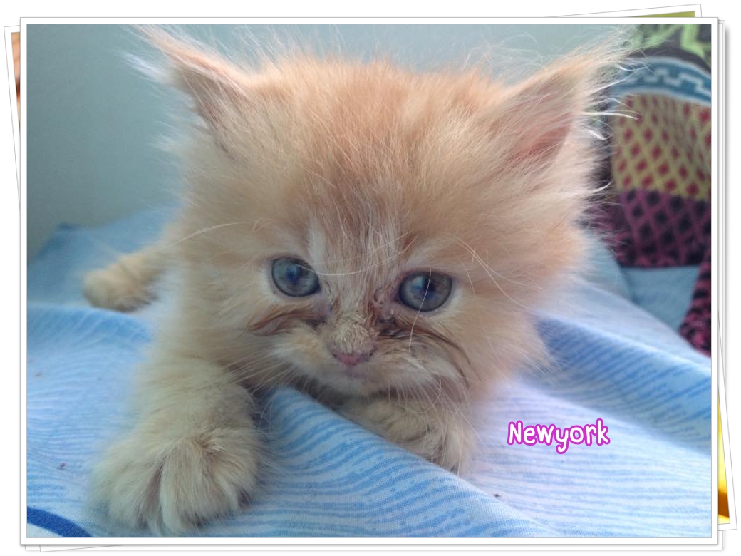 น้องแมวเปอร์เซียหน้าตุ๊กตา