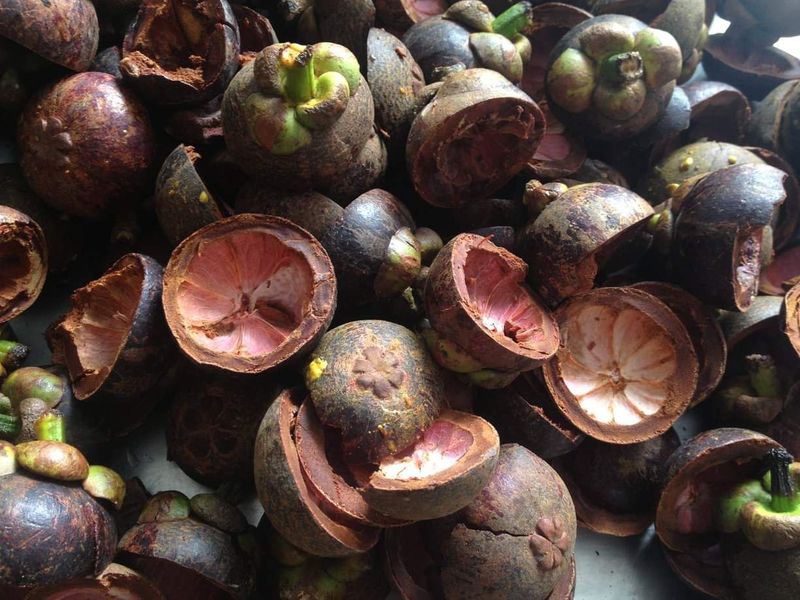 ✨ 9833 Mangosteen Extract : สารสกัดเปลือกมังคุด