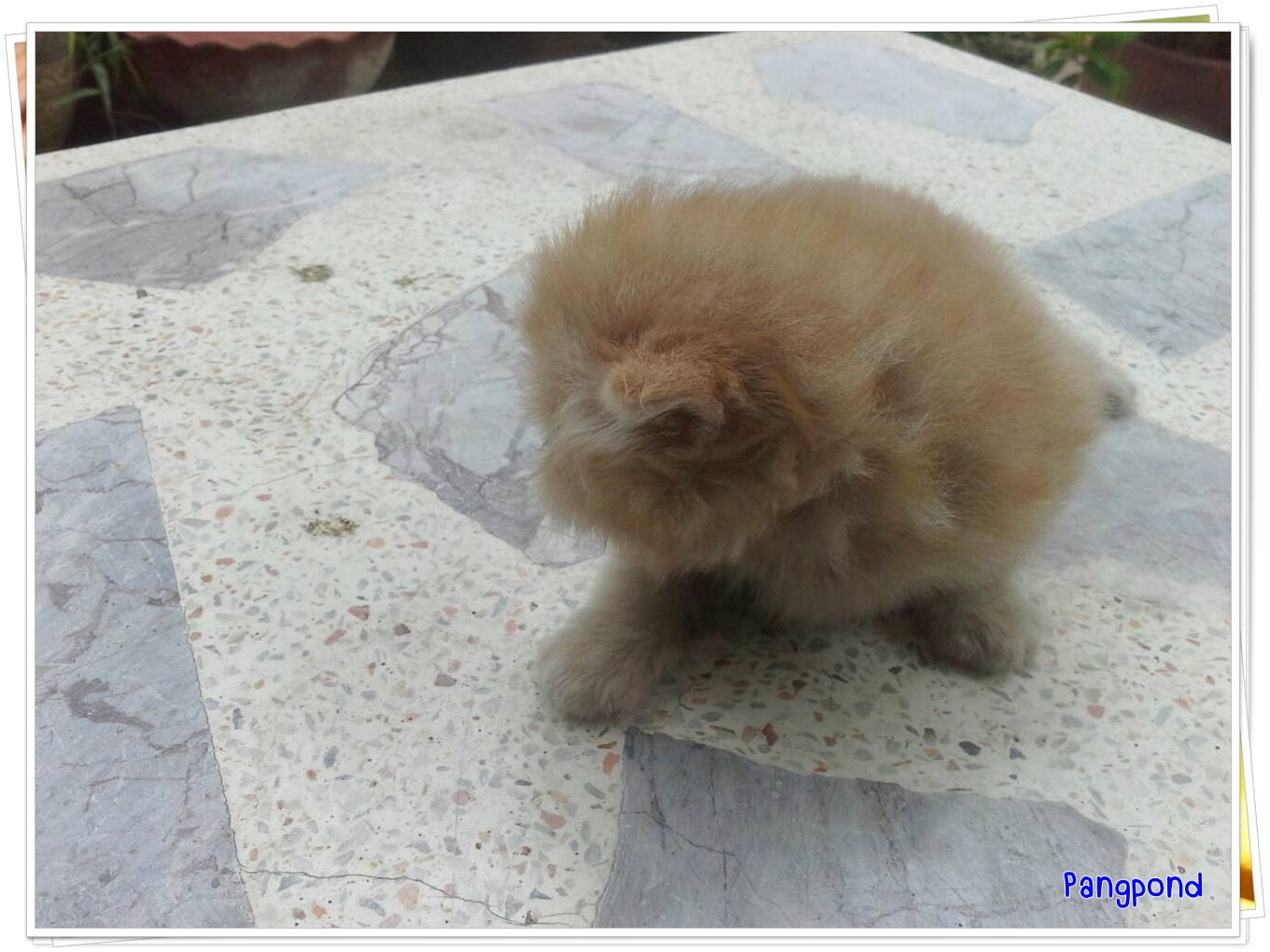 น้องแมวเปอร์เซียหน้าแบน