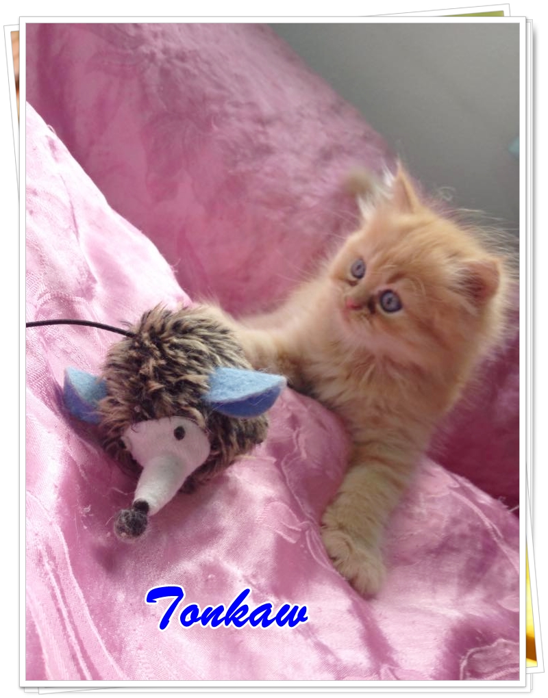 น้องแมวเปอร์เซียหน้าตุ๊กตา