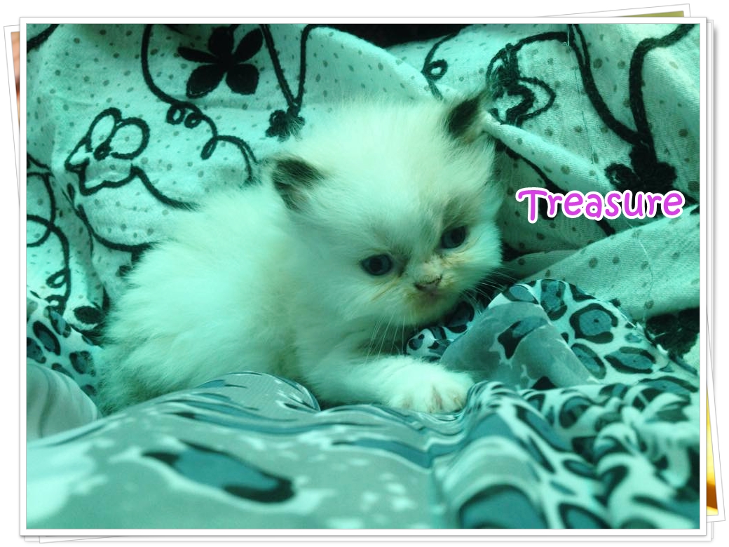 น้องแมวเปอร์เซียน่ารัก