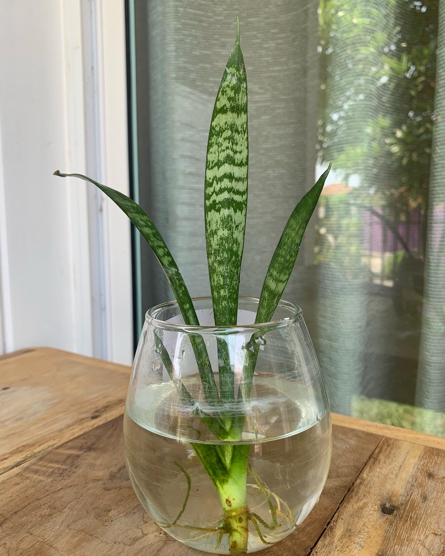 ลิ้นมังกรต้นเล็ก