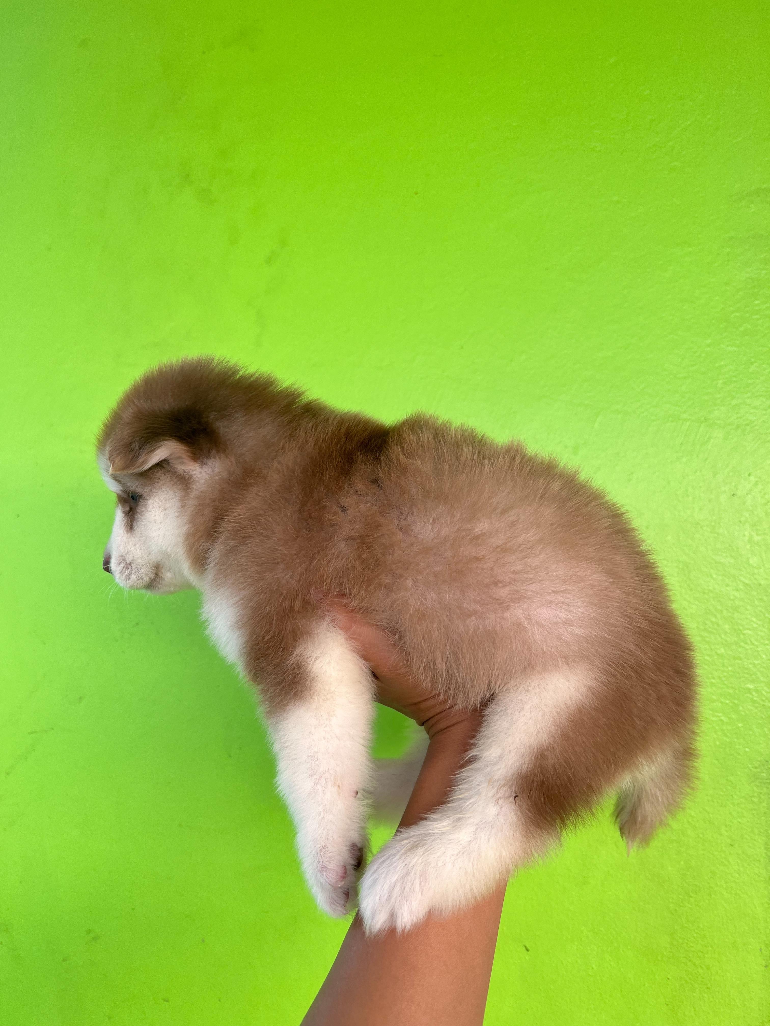 น้องไซบีเรียน หญิง โคราช