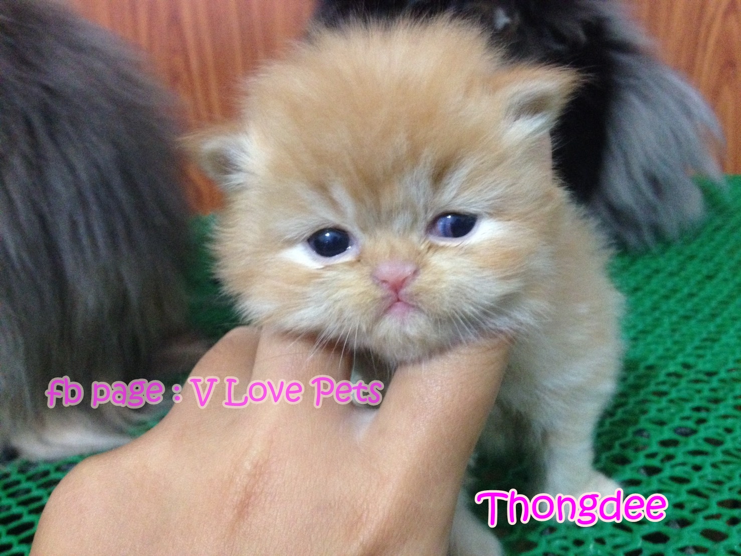 น้องแมวเปอร์เซียน่ารัก