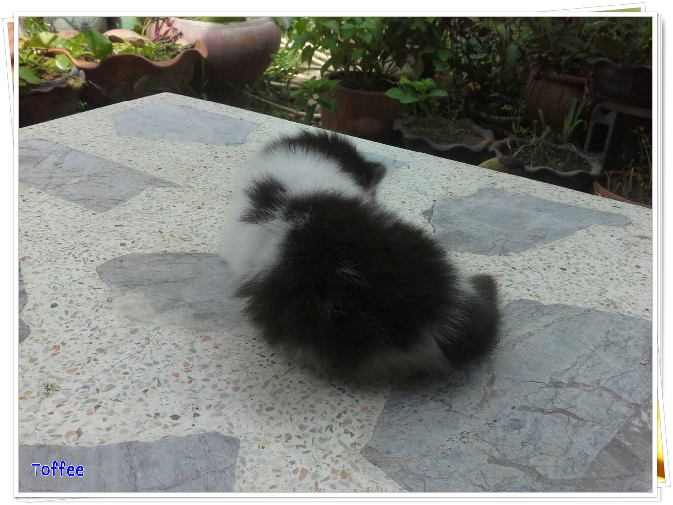 น้องแมวเปอร์เซียหน้าหล่น