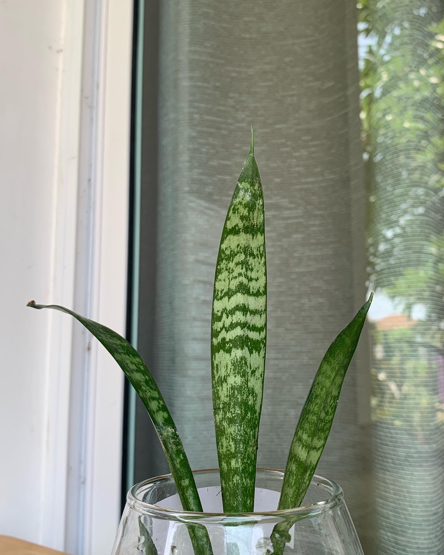 ลิ้นมังกรต้นเล็ก