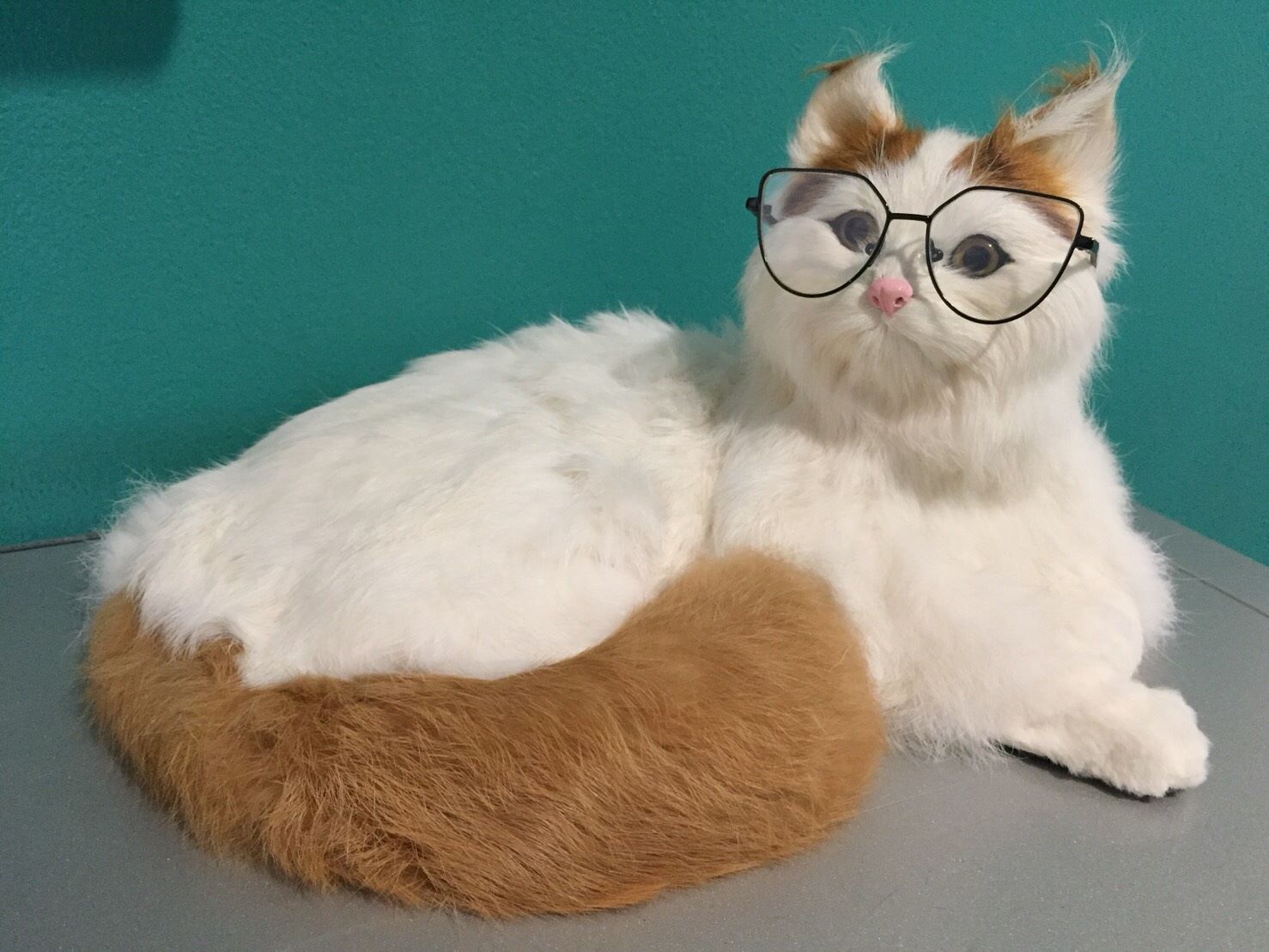 แว่นตาสำหรับสัตว์เลี้ยง