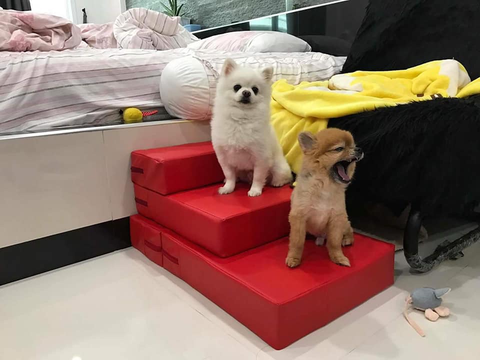 บันไดสำหรับสัตว์เลี้ยง