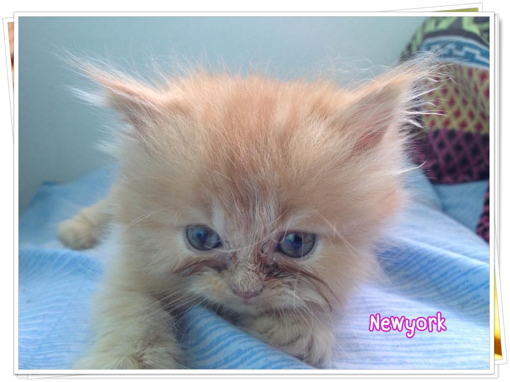 น้องแมวเปอร์เซียหน้าตุ๊กตา