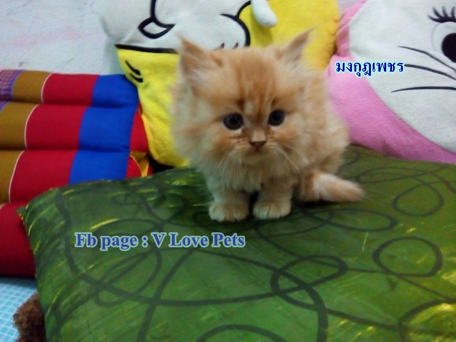 น้องแมวเปอร์เซียแท้ สีส้ม Name มงกุฎเพชร