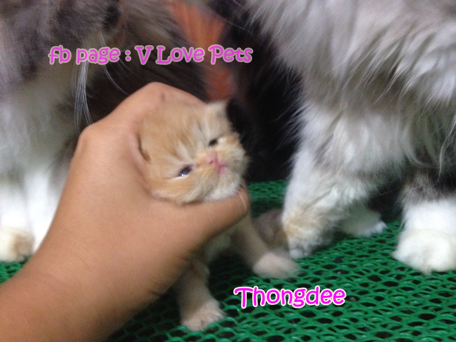 น้องแมวเปอร์เซียน่ารัก