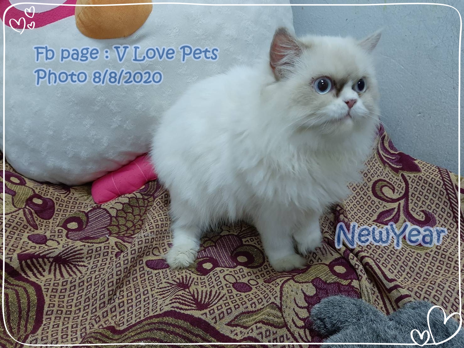 น้องนิวเยียร์