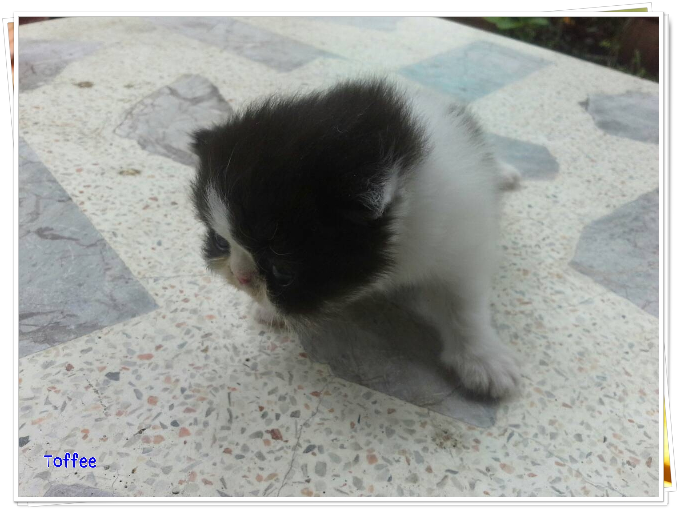 น้องแมวเปอร์เซียหน้าหล่น