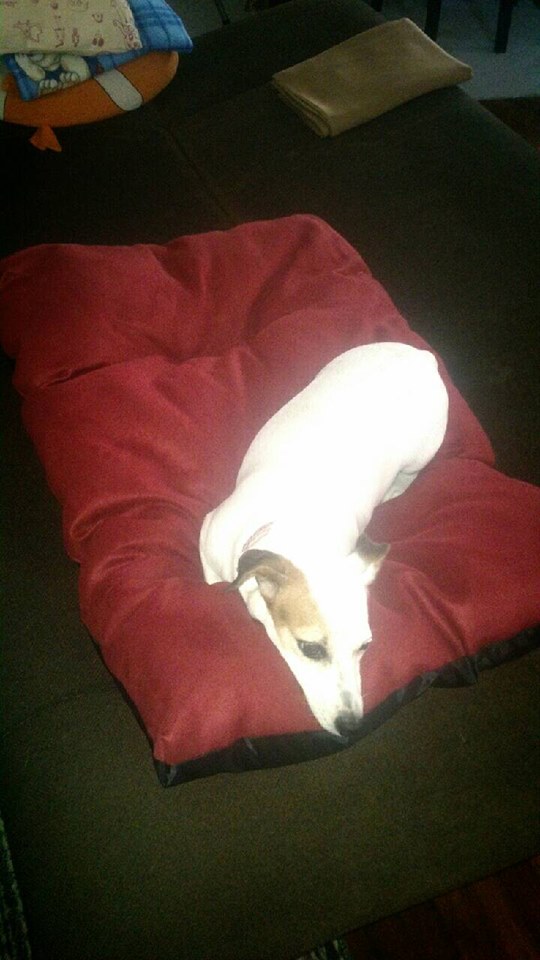 ที่นอนสัตว์เลี้ยง