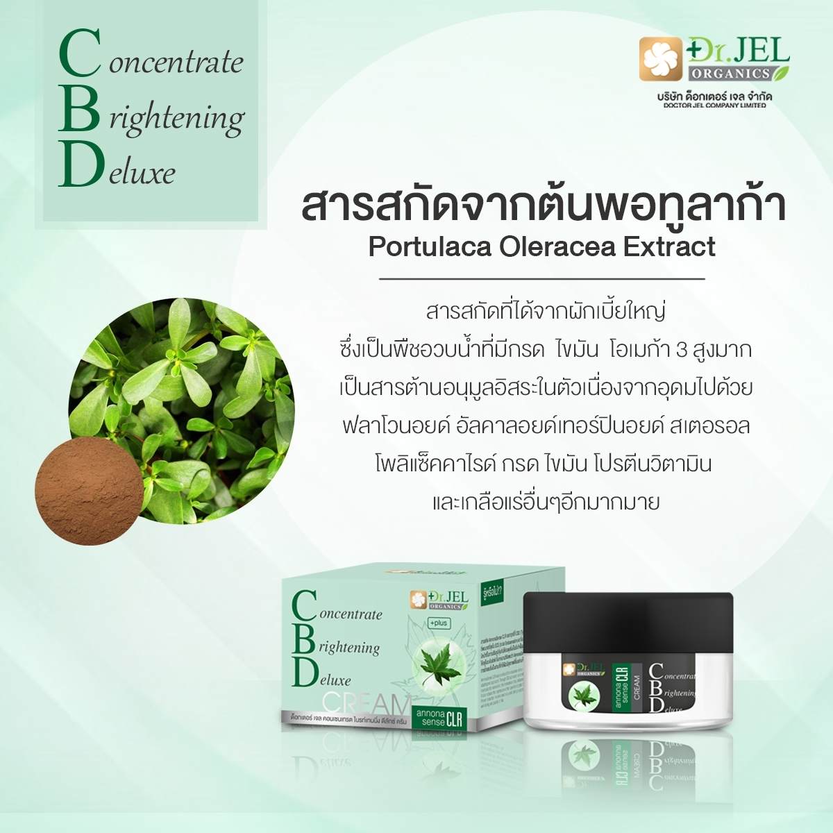 CBD Cream สารสกัดจากต้นพอทูลาก้า