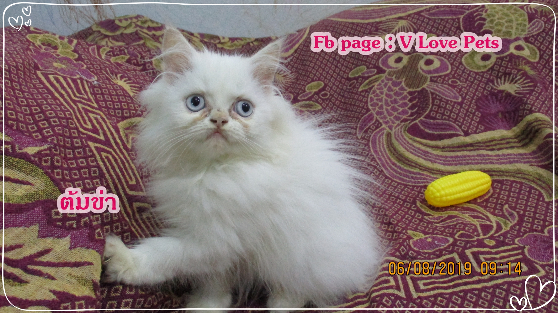 น้องต้มข่า