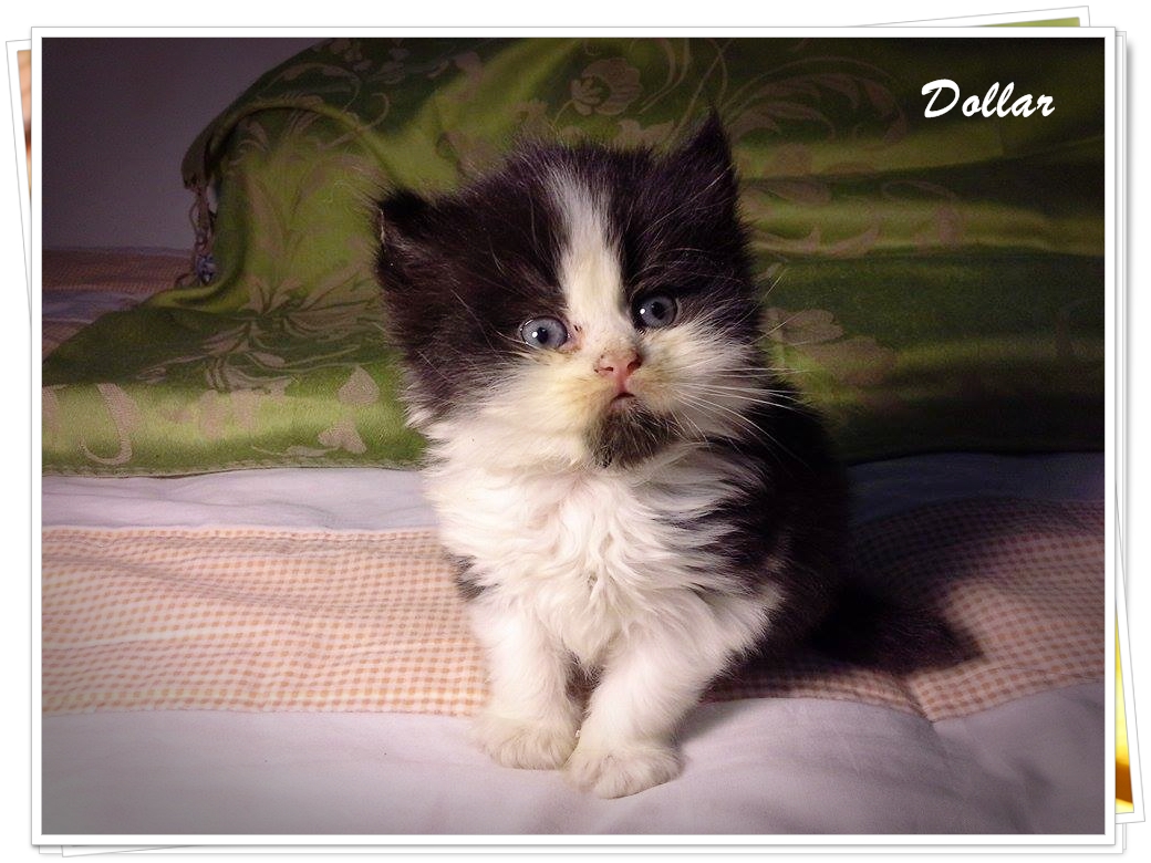 แมวเปอร์เซียหน้าตุ๊กตา