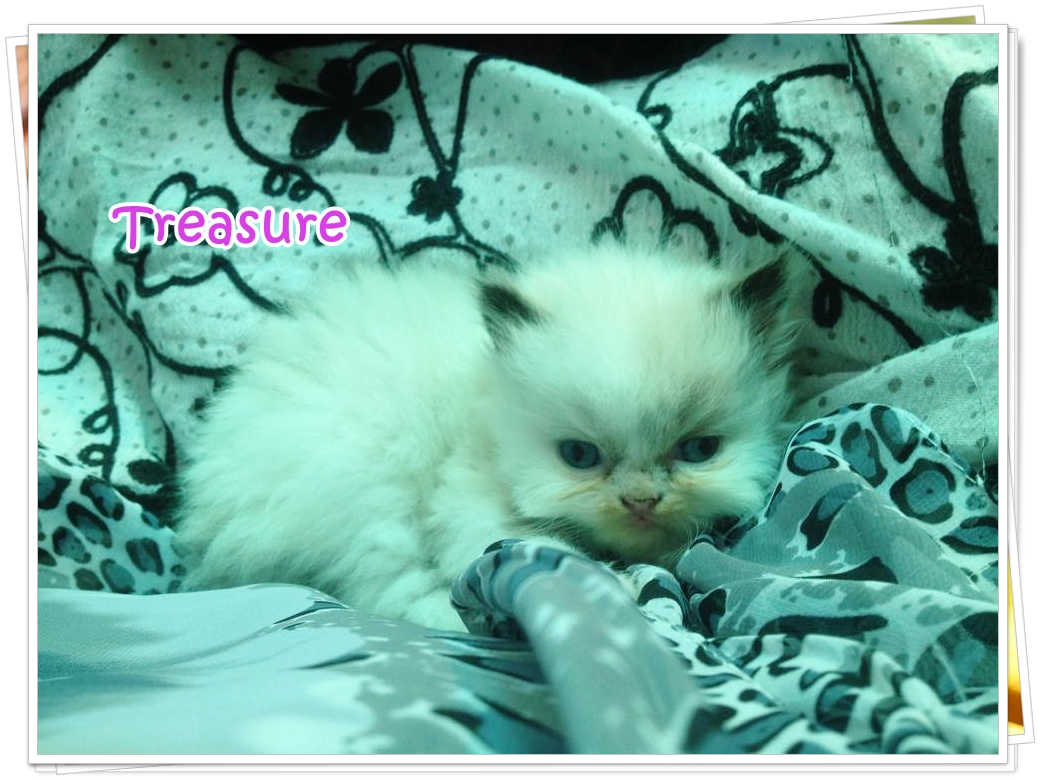 น้องแมวเปอร์เซียน่ารัก