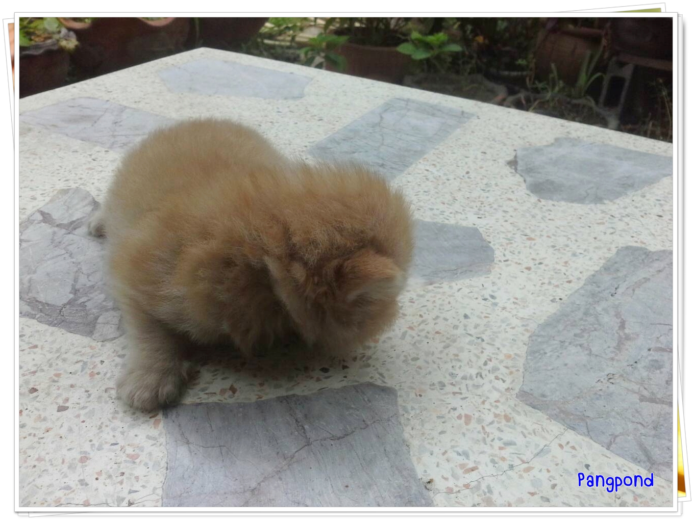 น้องแมวเปอร์เซียหน้าแบน