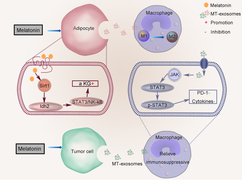 MT EXOXOMES Improve the therapeutic effect of MT-exosomes anti-inflammatory and antioxidant ,Brain, Liver and Kidney , Liver Cancer , Wound Healing in Diabetes