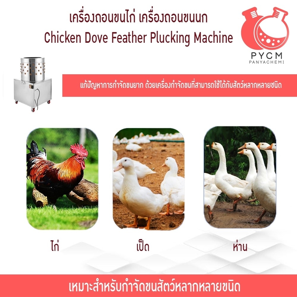 16672 เครื่องถอนขนไก่ เครื่องถอนขนนก Chicken Dove Feather Plucking Machine
