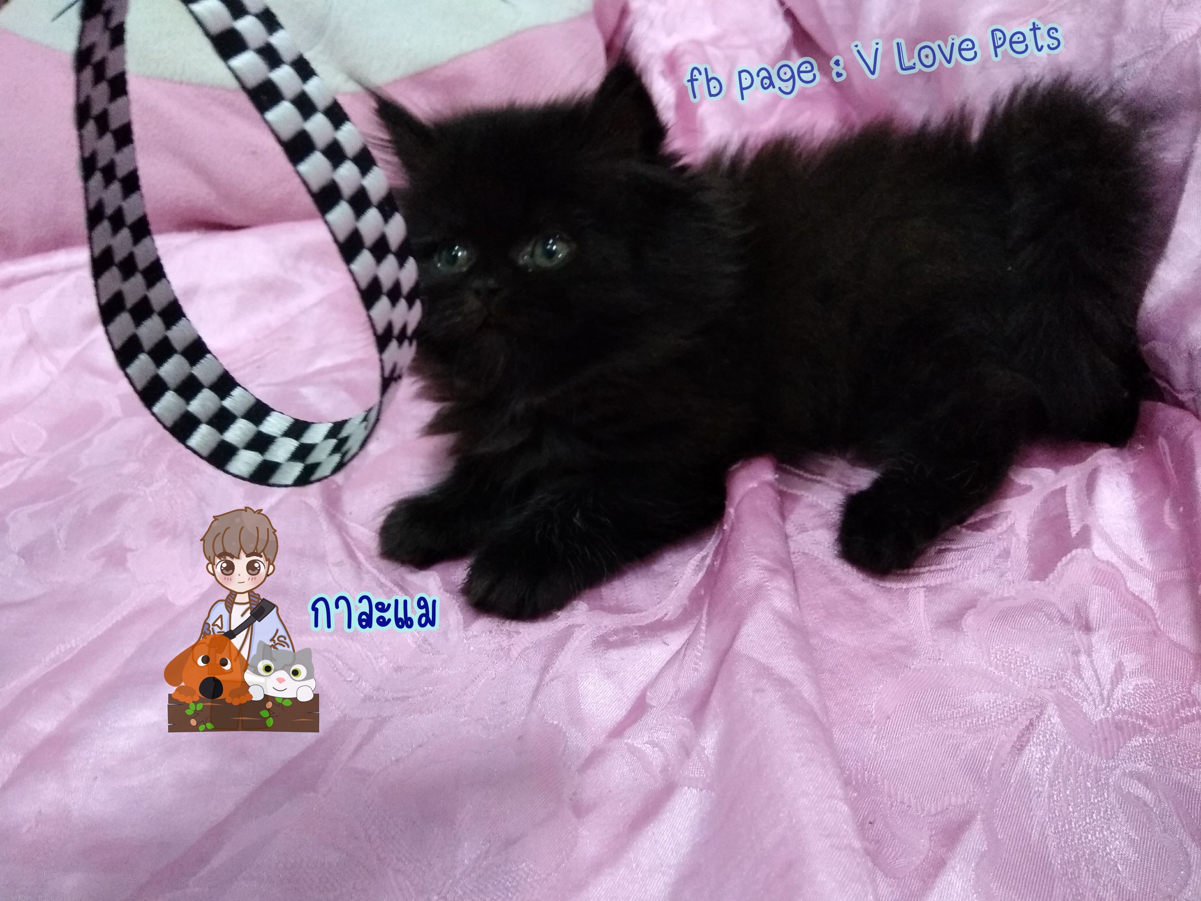 น้องแมวเปอร์เซียแท้ สีดำ Name กาละแม