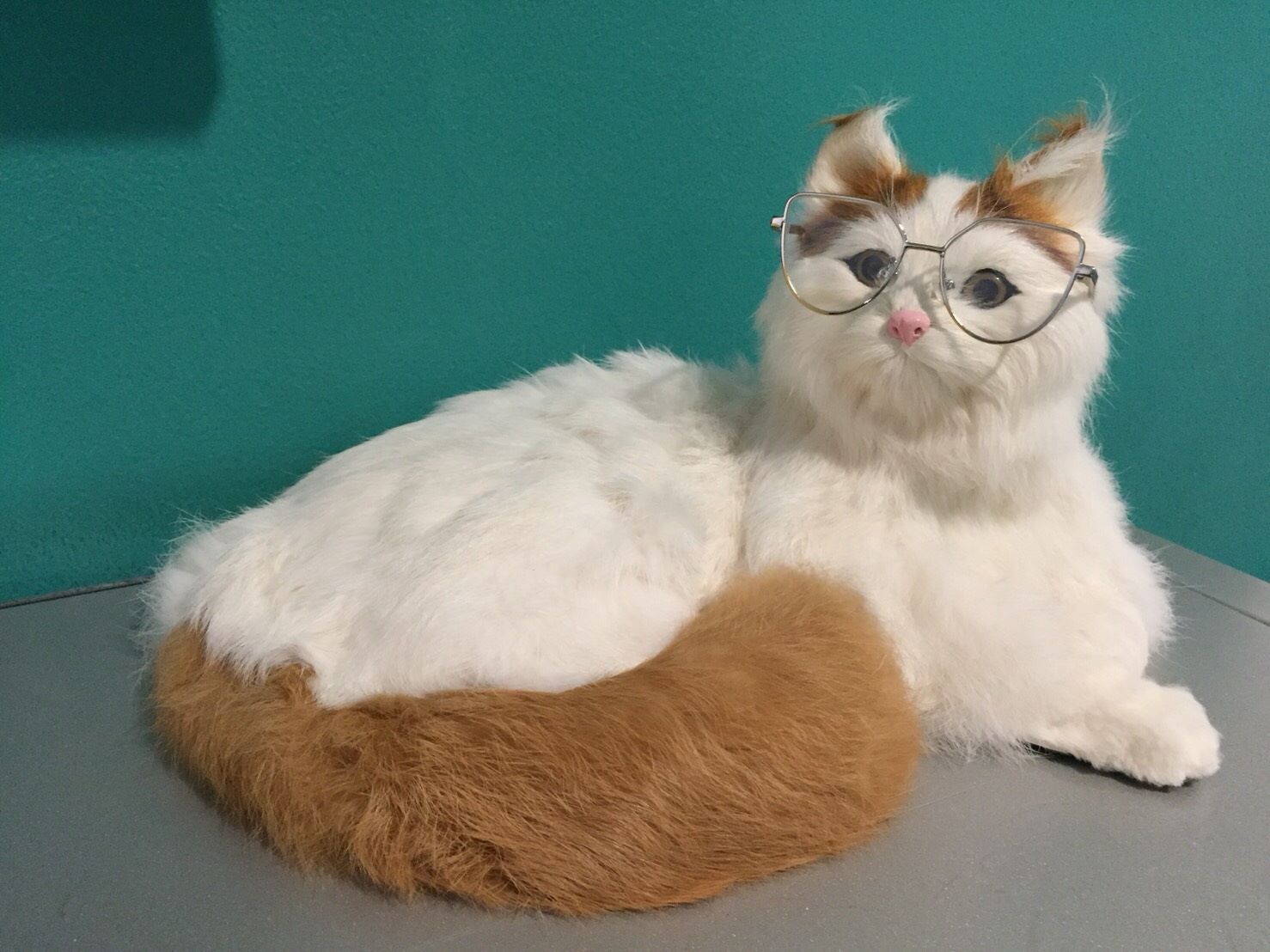 แว่นตาสำหรับสัตว์เลี้ยง