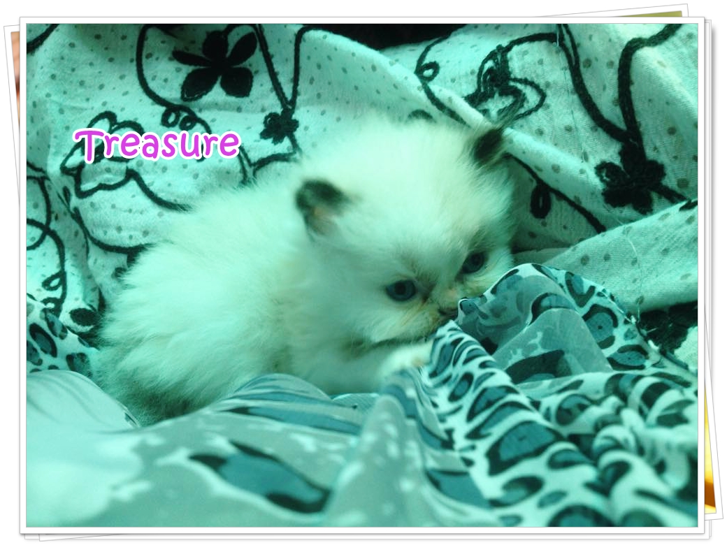 น้องแมวเปอร์เซียน่ารัก