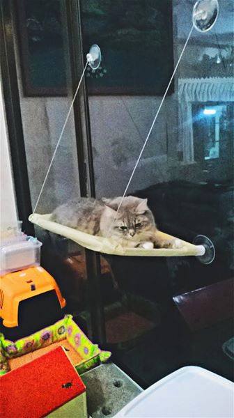 ที่นอนแมวติดกระจก