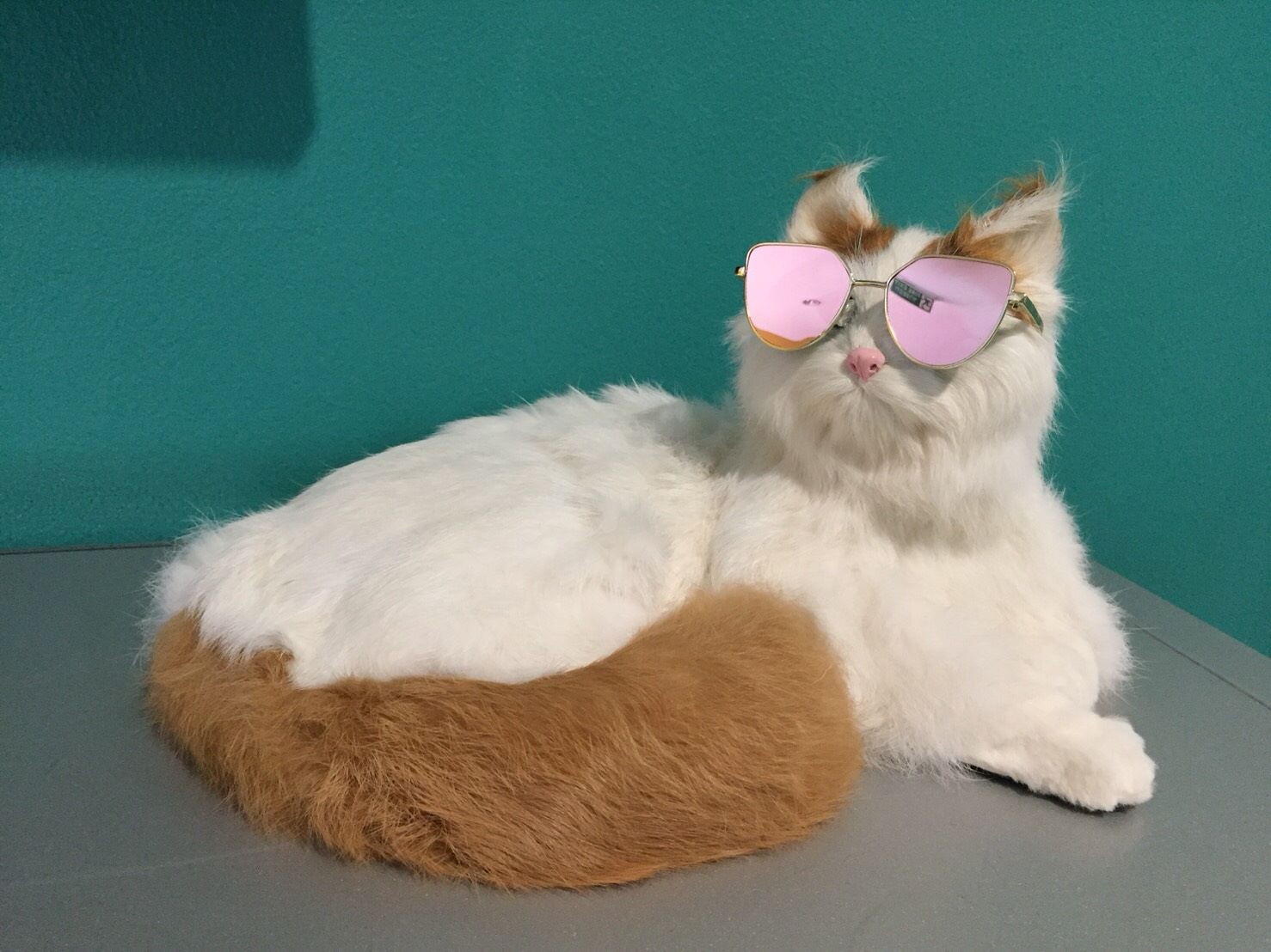 แว่นตาสำหรับสัตว์เลี้ยง