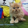 น้องแมวเปอร์เซียแท้ สีส้ม Name มงกุฎเพชร