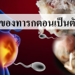 10 ภาพของทารกตอนเป็นตัวอ่อน
