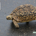 รับซื้อเต่าเสือดาว รับซื้อเต่า รับซื้อเต่าเรดฟุต รับซื้อเต่าป่าบานพับกลับ รับซื้อเต่าบก รับซื้อเต่าเต่ากรีก รับซื้อเต่าเต่าโกเฟอร์ รับซื้อเต่ากาลาปากอส รับซื้อเต่าอัลดาบรา ใกล้ฉัน ราคาดีที่สุดในสามโลก บริการรับส่งถึงหน้าบ้าน ไม่ต้องเดินทางให้เหนื่อย มีทีม