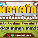 ขนส่งวัว โทร 088-9952629 วัว ควาย รถรับจ้างขนสัตว์ ขนแพะ ขนแกะ ขนโค ขนกระบือ ขนส่งสัตว์ ทุกชนิด ทั่วประเทศ