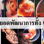 รวมสุดยอดพัฒนาการทารกในครรภ์ทั้ง 9 เดือน!!