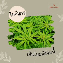 อะไรคือกัญชง และแตกต่างจากกัญชาอย่างไร⁉