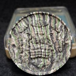 พระปิดตาพังพระกาฬ รุ่น ทรัพย์เทวา เนื้อลายเสือ กดพิมพ์นำฤกษ์ ปิดทองรองพิมพ์