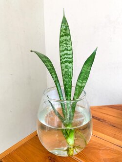 ลิ้นมังกรต้นเล็ก