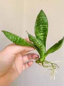 ลิ้นมังกรแคระ