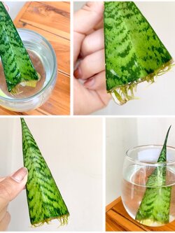 ลิ้นมังกรใบเล็กราคาถูก