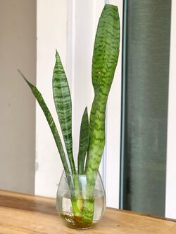 ต้นลิ้นมังกร ไม้มงคลฟอกอากาศได้