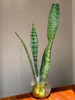 ลิ้นมังกรหลายขนาดให้เลือก