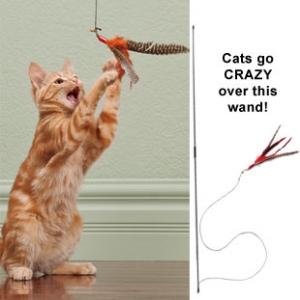 ของเล่น,คอนโด,ที่ลับเล็บ