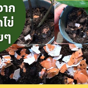 อาณาจักรพืช: ทำปุ๋ยจากเปลือกไข่ได้ง่าย ๆ