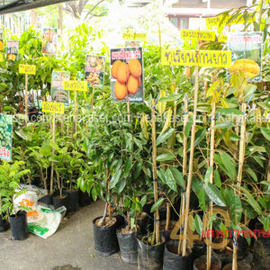 มะพร้าวน้ำหอม โทร : 080-3296882 พันธุ์ไม้ผลราคาส่ง กิ่งพันธุ์ฝรั่งกิมจู ขายพันธุ์ไผ่ ต้นกล้ามะพร้าวน้ำหอม