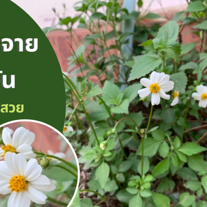 อาณาจักรพืช: รู้จักกับ Bidens alba หรือดาวกระจายไต้หวัน วัชพืชแสนสวย